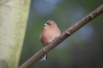 Chaffinch