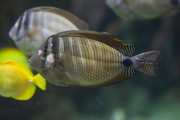 Desjardini tang with face marks