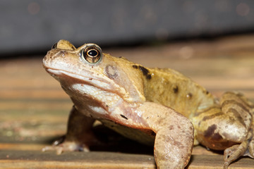 Common frog