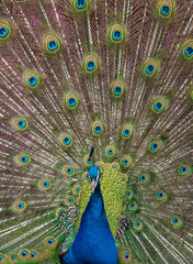 Obraz premium Peacock display