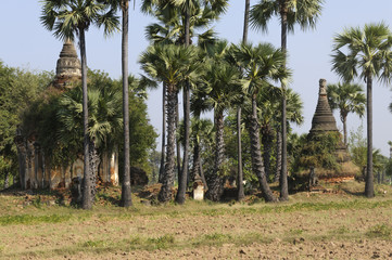 Fototapeta premium Alte Stupas