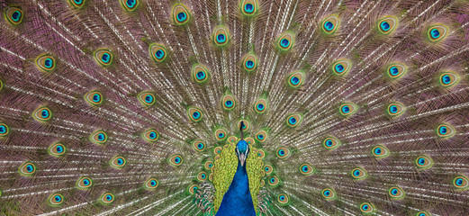 Obraz premium Peacock display
