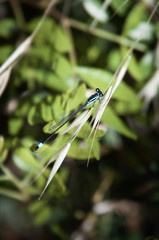 Bluetailed damsel fly