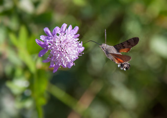 Humming bird moth