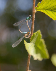 Damsel Flies macro