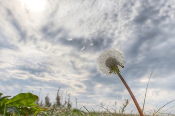Dandelion and seed