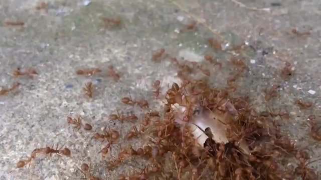 Ants eating food