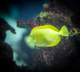 Yellow tang fish