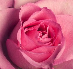 Pink rose close up