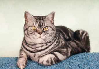 Fototapeta na wymiar Full body portrait of american shorthair cat