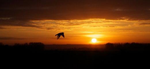 Obraz na płótnie Canvas Bird in flight at sunset