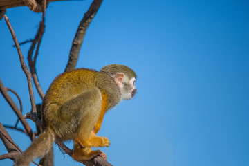 Obraz premium Squirrel Monkey on Branch and blue sky