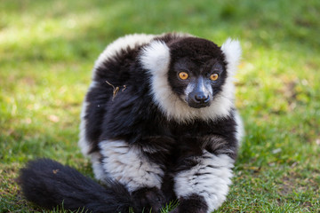 Lemur