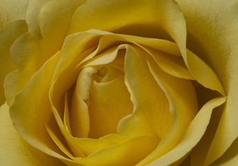 Yellow rose