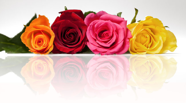 mixed roses relection