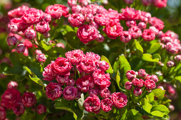 Tree blossom