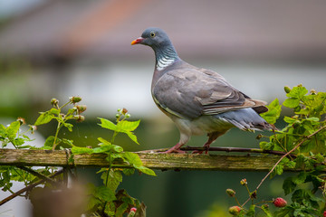 Wood pidgeon