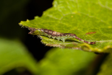 Caterpillar on leaf (forcula)