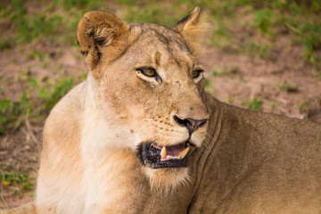 Lions at Sabi Sand Game Reserve