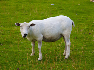 Welsh sheep