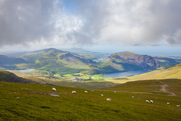 sheep from snowdon