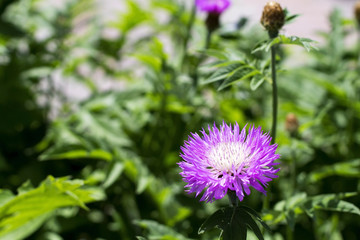Purple flower in the garden on a green background