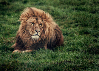 Naklejka na ściany i meble Lion on grass