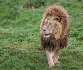 Lion noble