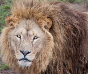 Lion stare at camera