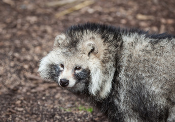 Racoon Dog