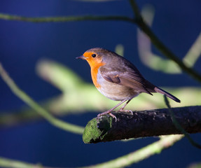 Even closer robin