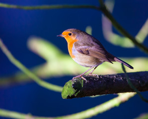 Robin close up on a branch looking