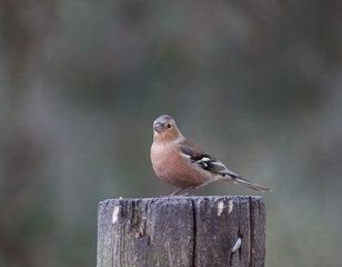 Chaffinch looking