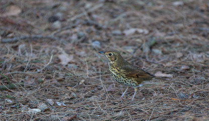 Mistle thrush