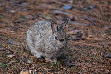 Wild rabbit