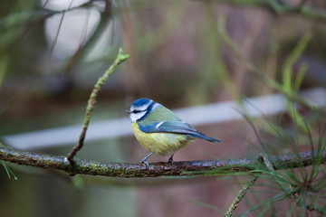 Blue tit on a branch