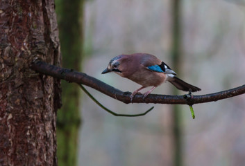 Jay on a branch looking