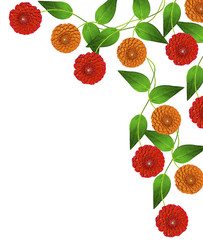 Dahlia flower isolated on white background