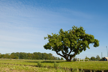 Obraz premium tree on the field against blue sky background