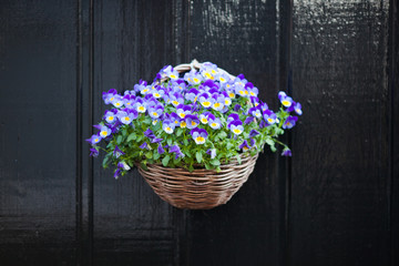 violet pansy flowers hanging in the pot