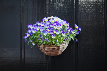 Photo sur Plexiglas Pansies violet pansy flowers hanging in the pot