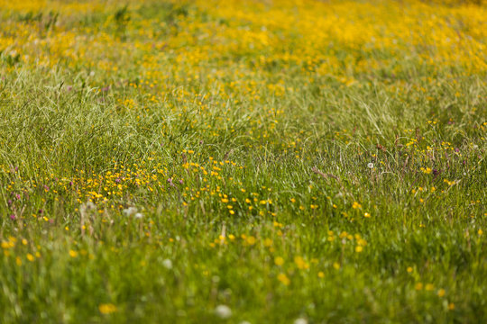 green meadow with yellow field flowers