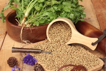 Dry coriander seeds and fresh coriander green.
