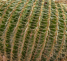 Spikey cactus