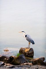 heron bird on a stone against water background