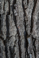 Bark Background
