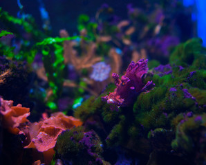 Eschmeyers scorpianfish