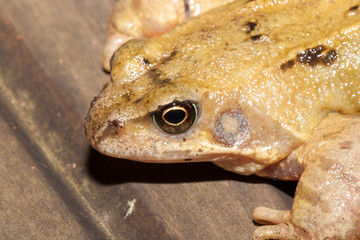 Common frog