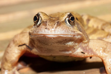 Common frog