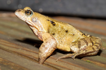 Common frog